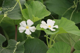 瓠瓜花