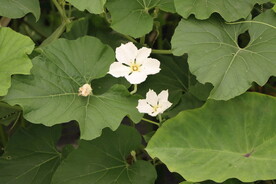 瓠瓜花