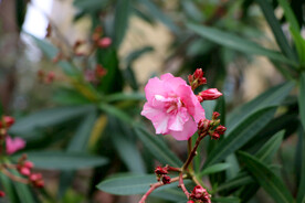 夹竹桃花