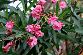 夹竹桃花