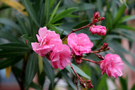 夹竹桃花