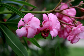 夹竹桃花