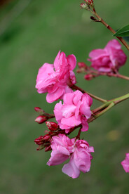 夹竹桃花