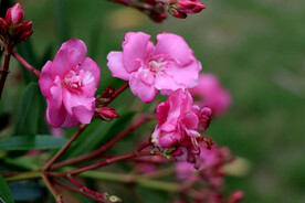 夹竹桃花