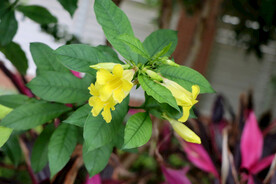 黄蝉花
