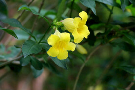 黄蝉花