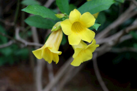 黄蝉花