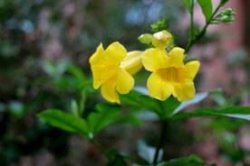黄蝉花