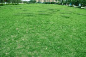 公园绿草地