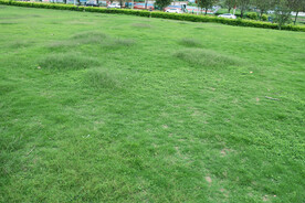 公园绿草地