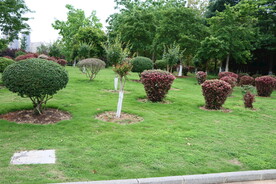 公园绿草地