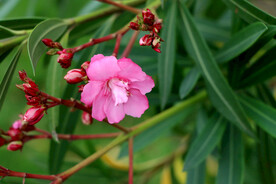 夹竹桃花