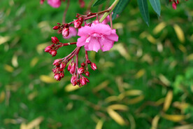 夹竹桃花