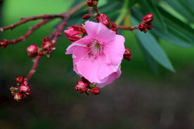 夹竹桃花