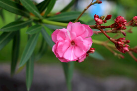 夹竹桃花