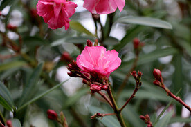 夹竹桃花