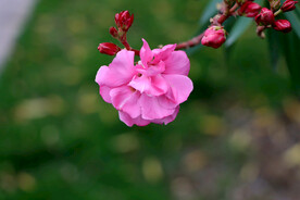 夹竹桃花