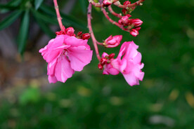 夹竹桃花