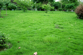 公园绿草地