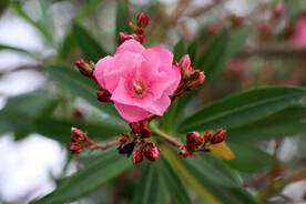 夹竹桃花