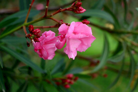 夹竹桃花
