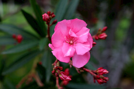 夹竹桃花