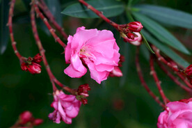 夹竹桃花