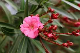 夹竹桃花