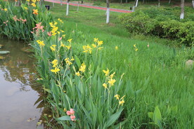 美人蕉花