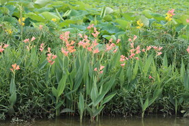 美人蕉花