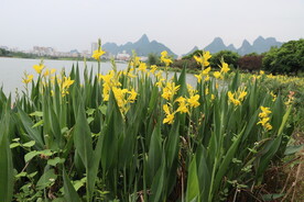 美人蕉花
