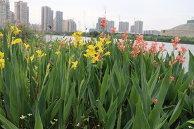 美人蕉花