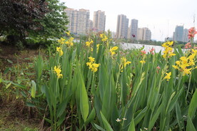 美人蕉花