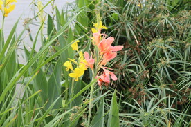 美人蕉花