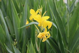 美人蕉花