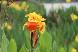 美人蕉花