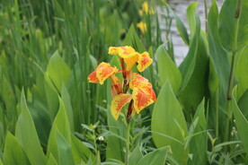 美人蕉花