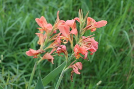 美人蕉花