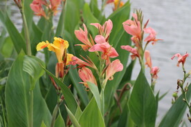 美人蕉花