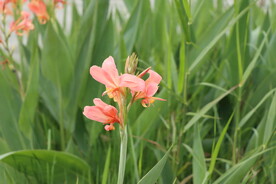 美人蕉花