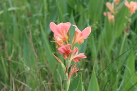 美人蕉花