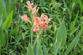 美人蕉花