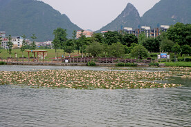 爱莲湖睡莲花