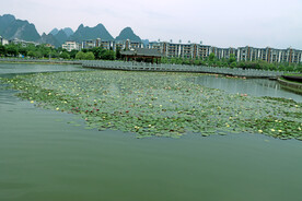 爱莲湖睡莲花