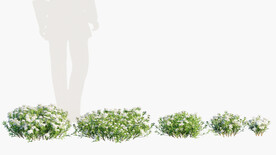 C4D模型   植物