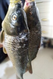 鲤鱼