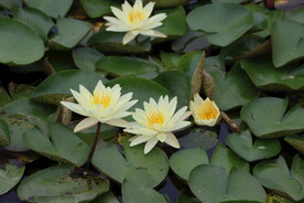 白色睡莲花