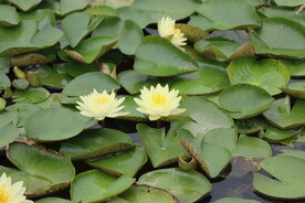 白色睡莲花