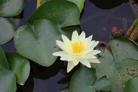 白色睡莲花