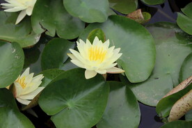 白色睡莲花